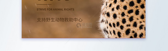 野生动物保护协会公益宣传摄影图海报图片