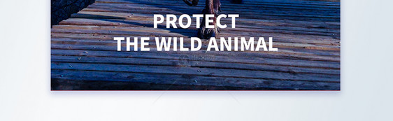 保护动物地球不只属于人类宣传摄影图海报图片