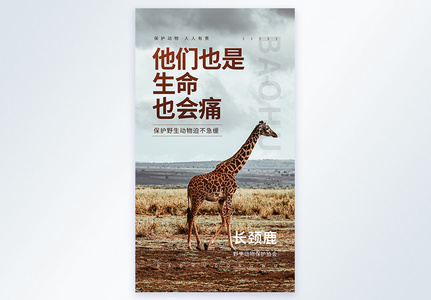 保护野生动物之长颈鹿宣传公益摄影图海报高清图片