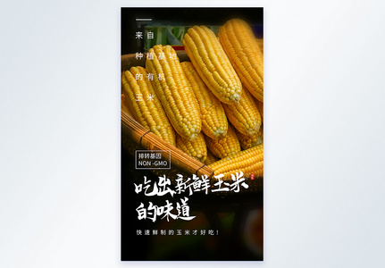 甜糯玉米摄影图海报高清图片