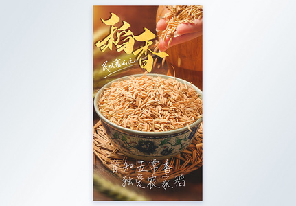 农家稻谷稻香粮食摄影图海报图片