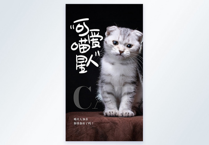 可爱喵星人之猫咪摄影图海报高清图片