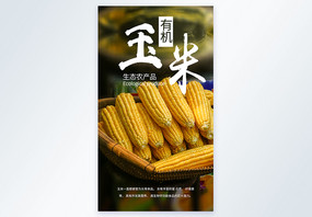 玉米有机农产品摄影图海报图片