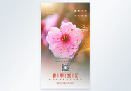 春季赏花摄影图海报图片