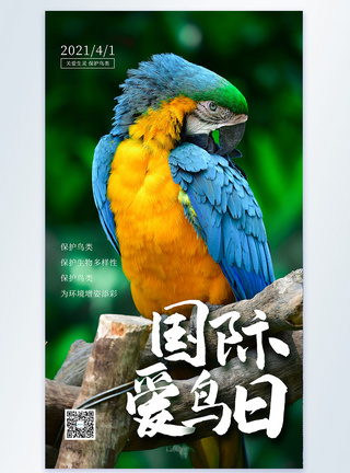 保护生物国际爱鸟日摄影图海报模板