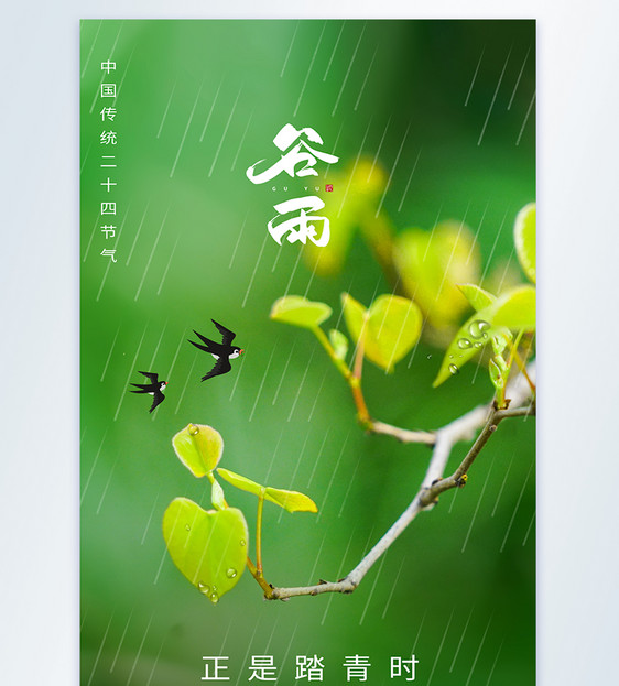 谷雨节气二十四节气摄影图海报图片