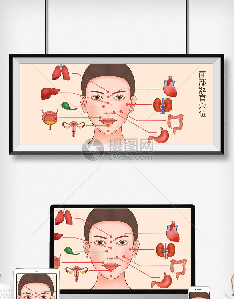 面部穴位器官科普医疗插画