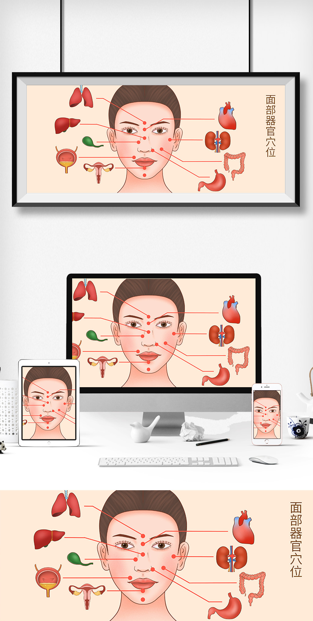 面部位置对应器官图片