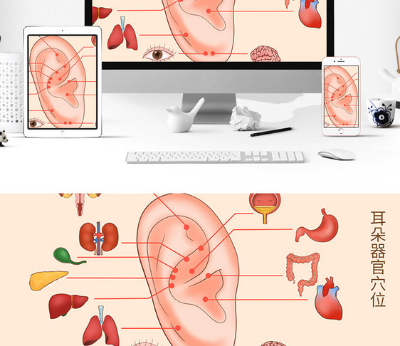 耳朵穴位器官科普医疗插画图片