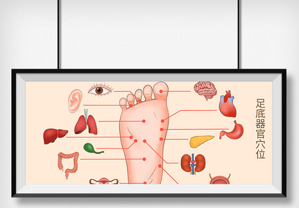 足底穴位器官科普医疗插画图片