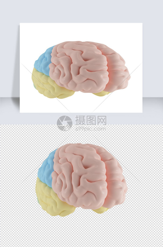 人体器官单体模型图片