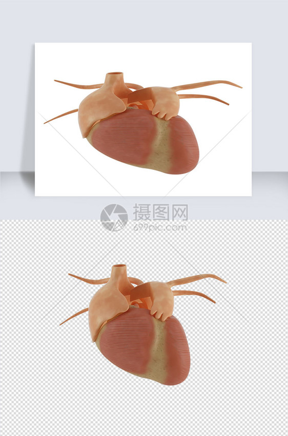 人体器官单体模型设计图片