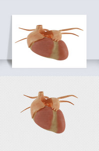人体器官单体模型设计图片