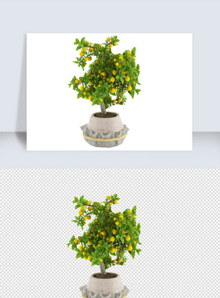 2021年金桔盆栽模型设计图片