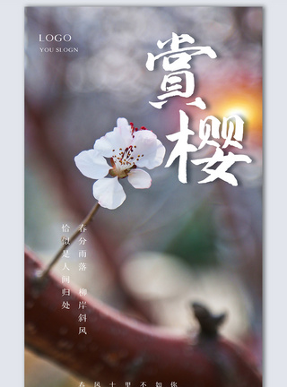樱花季摄影图海报图片