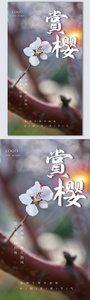 樱花季摄影图海报图片