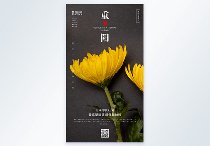 重阳节菊花摄影图海报图片