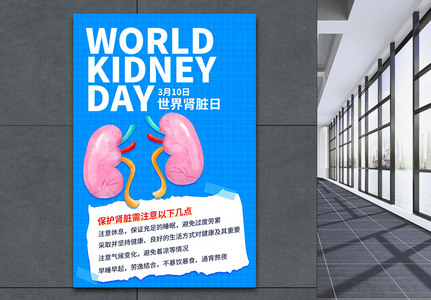 简约世界肾脏日宣传海报图片