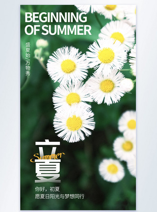 小雏菊简约大气清新立夏节气摄影图海报模板