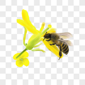 蜜蜂陶醉蜜蜂元素高清图片