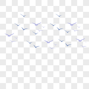 鸟图片