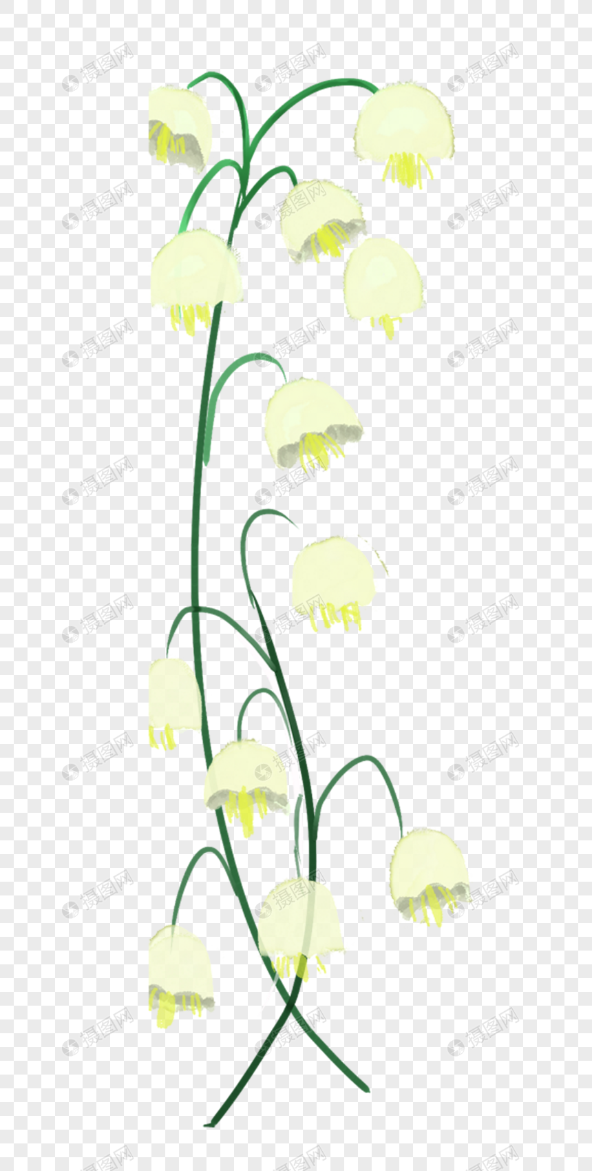手绘银铃花
