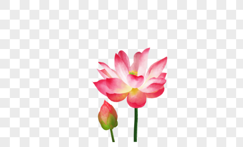花背景免抠元素 花卉背景素材 Png图片下载 摄图网