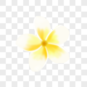 热带花卉鸡蛋花属高清图片
