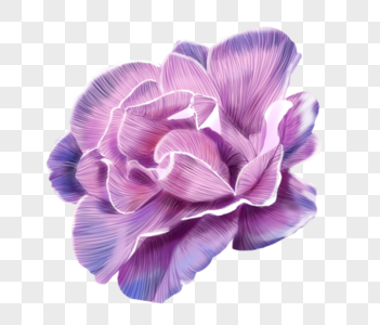 花卉插画紫色花朵高清图片