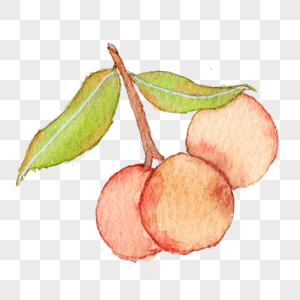 杏子图片图片 杏子图片图片素材大全 摄图网