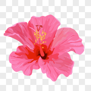 一朵粉色的花图片