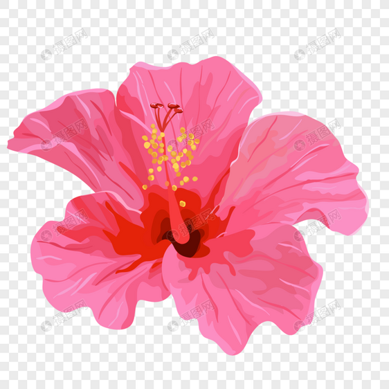 一朵粉色的花图片
