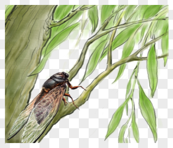 叫蝉图片_叫蝉素材图片大全_摄图网