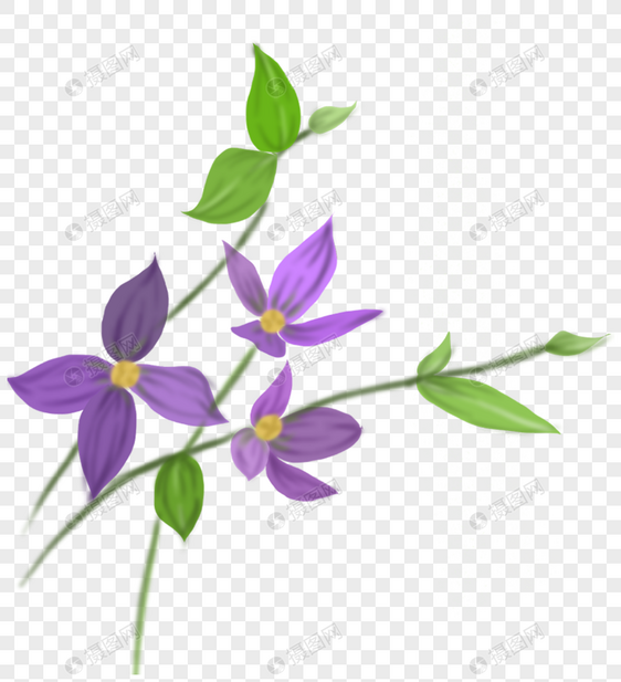 紫色的花卉图片