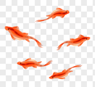 一群红色的鱼图片