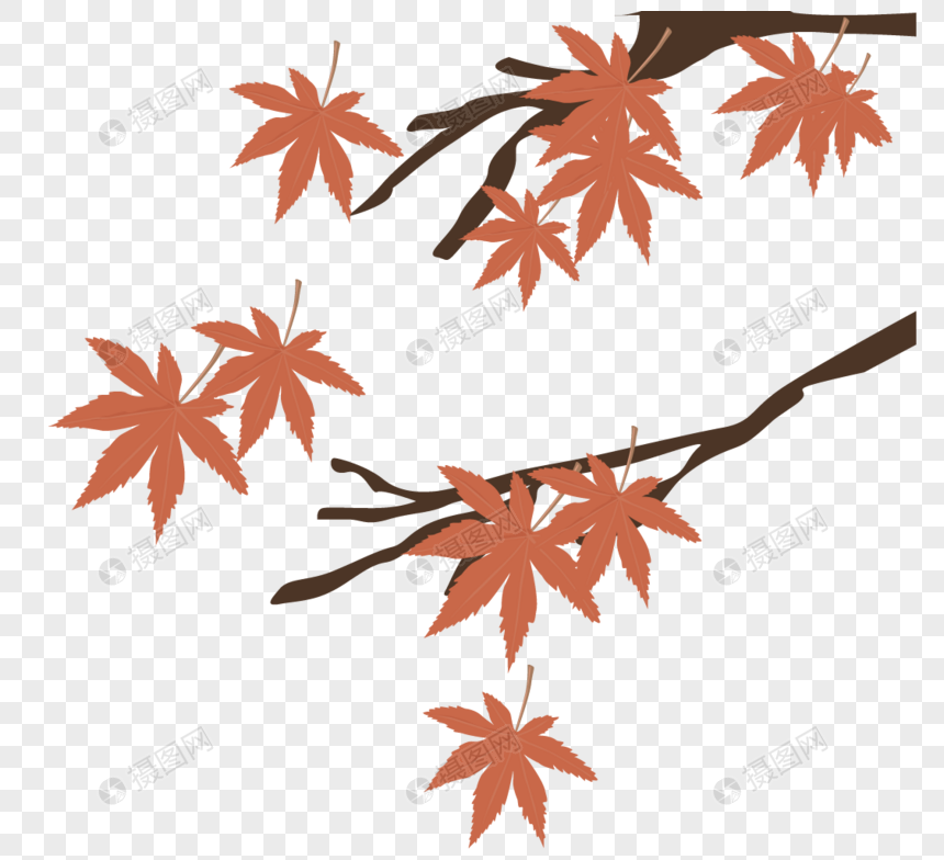 枫树枝
