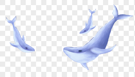 一群鲸鱼图片