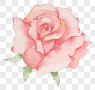 玫瑰花水彩画图片