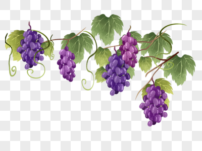 葡萄藤植物紫葡萄高清图片