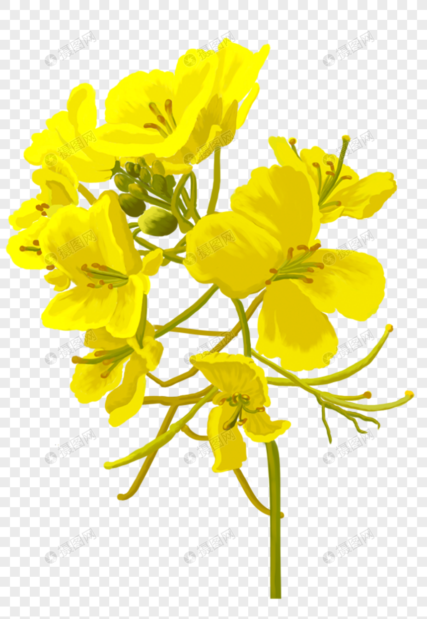 黄色的花元素素材下载 正版素材 摄图网 黄色的花元素素材下载 正版素材 摄图网