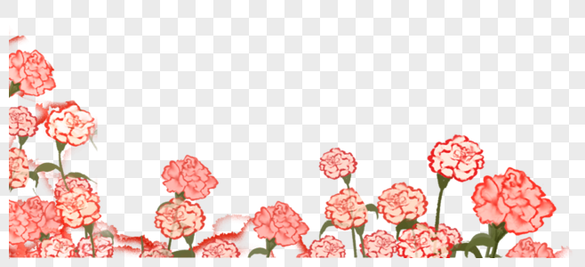 康乃馨花丛图片