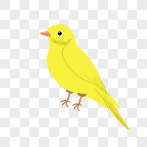 小鸟愤怒黄色小鸟高清图片