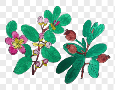 植物手绘花卉图片