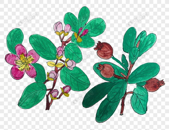 植物手绘花卉图片