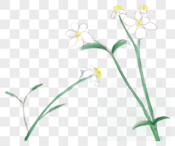 白色的 花枝图片