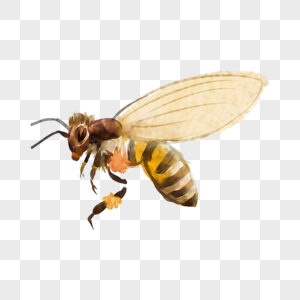 大黄蜂采蜜插画高清图片