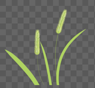 唯美狗尾巴草图片