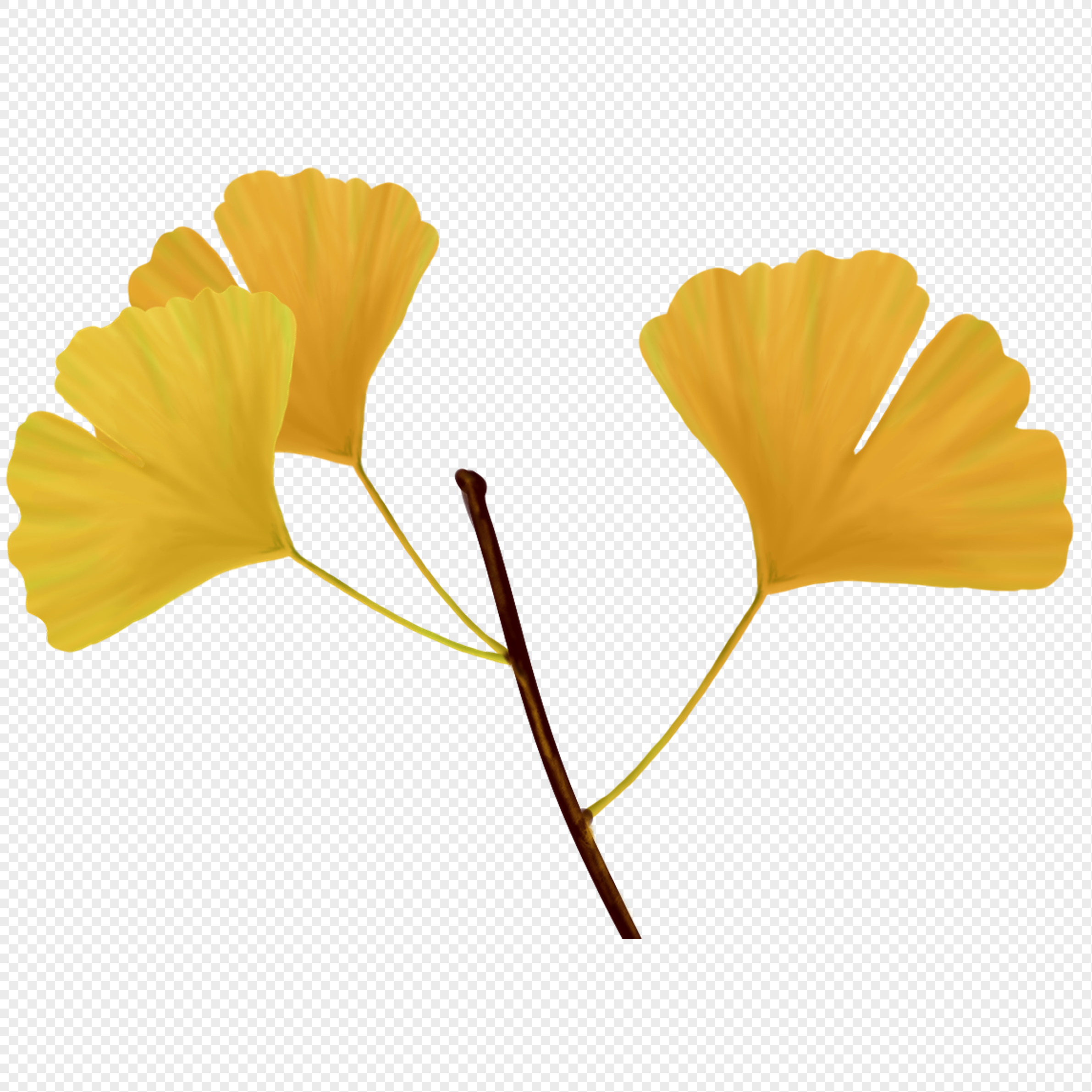 节气银杏叶元素素材下载-正版素材400259795-摄图网