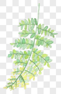 水彩手绘植物素材图片