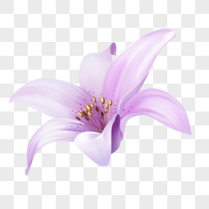 紫色花朵手绘百合花朵高清图片